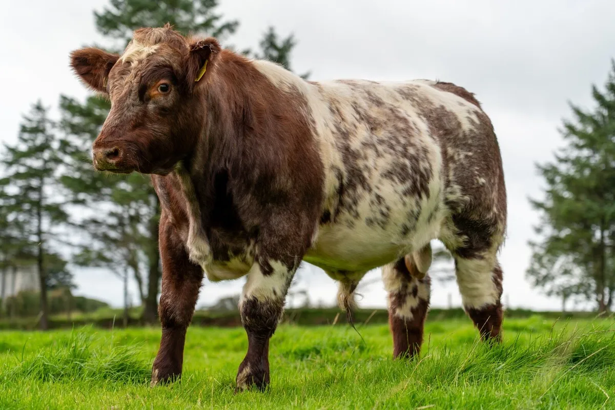 BEEF SHORTHORN BULL - Image 1