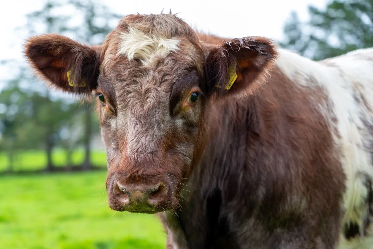 BEEF SHORTHORN BULL - Image 3