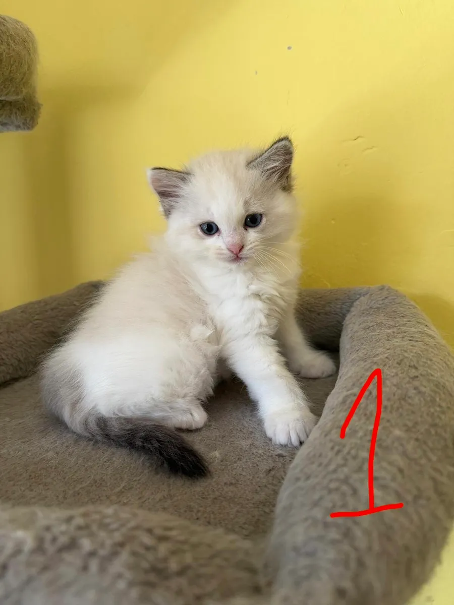 Ragdoll kitten - Image 1