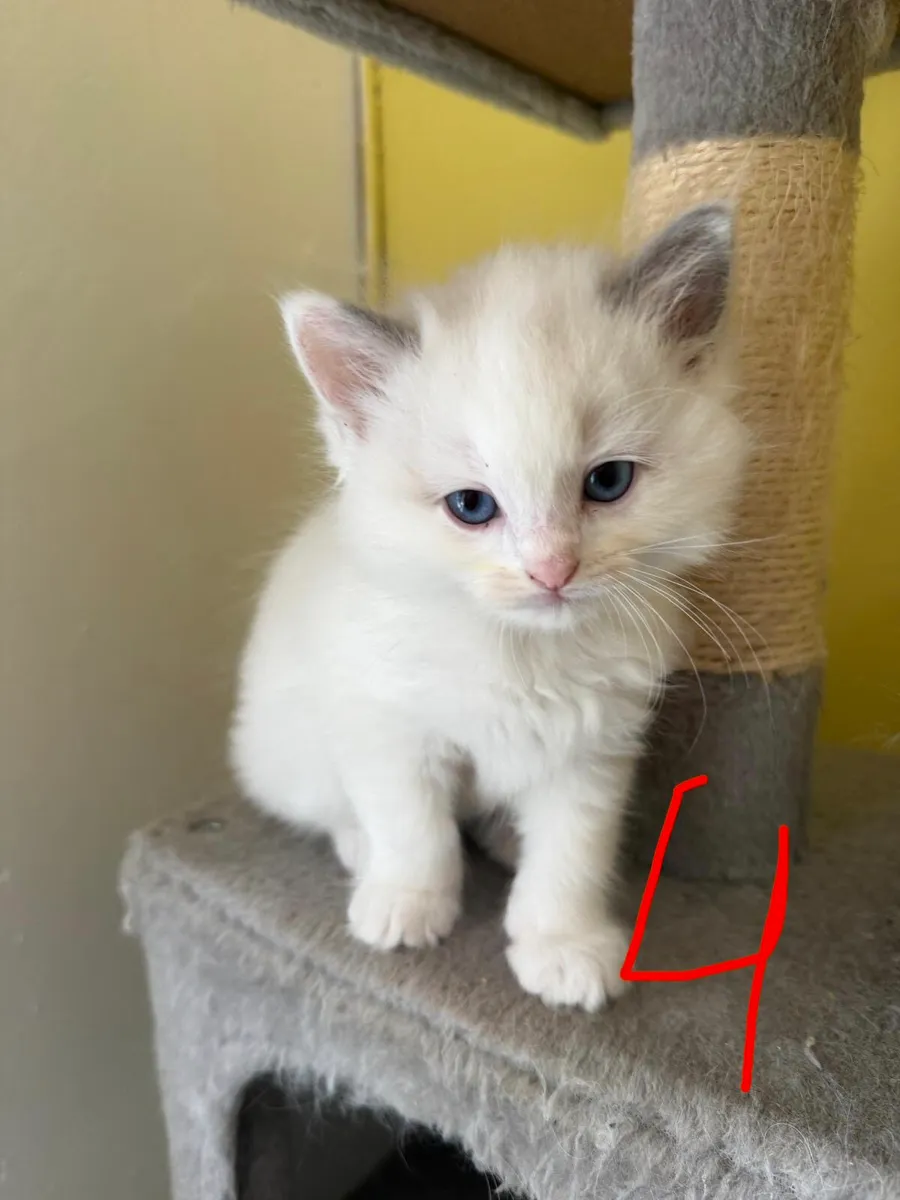 Ragdoll kitten - Image 2