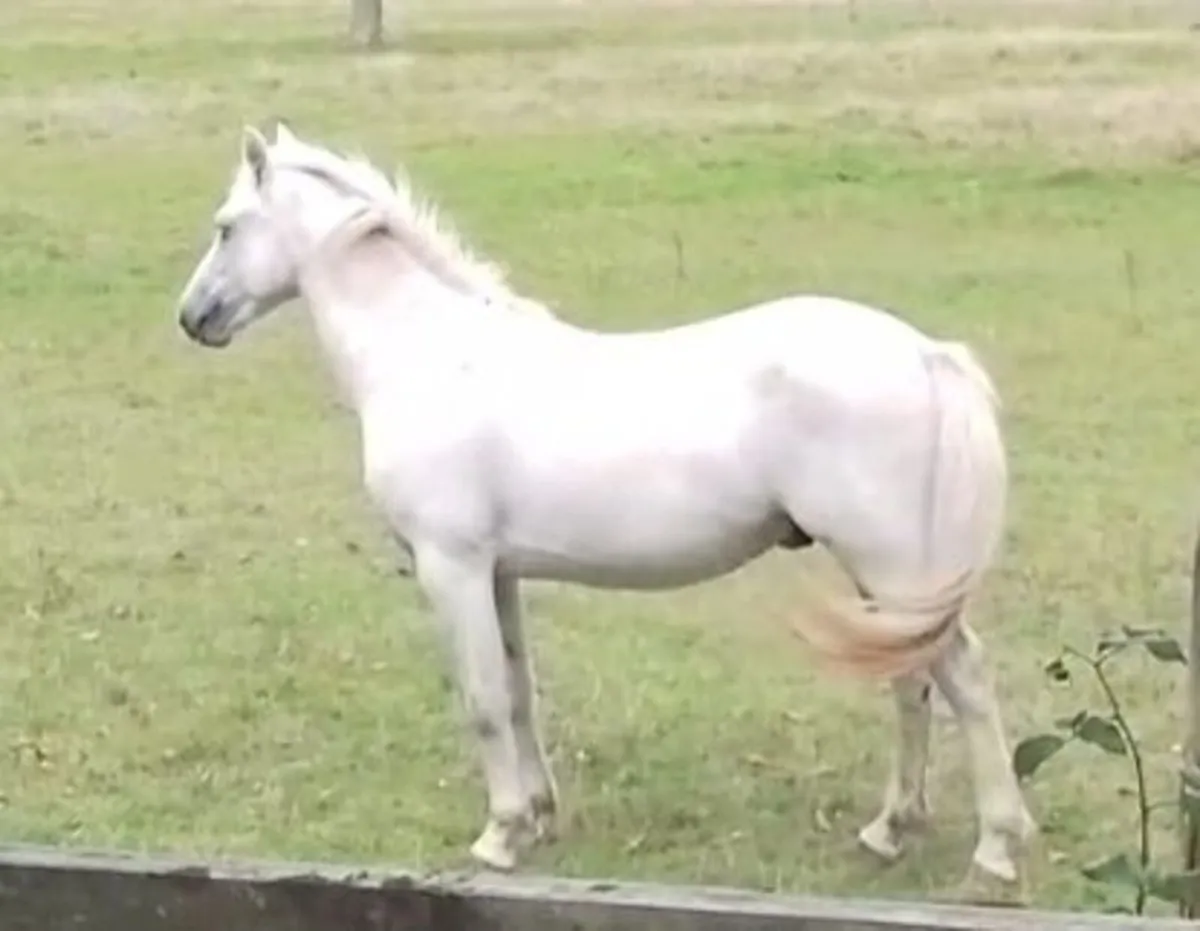 Connemara  grandsire is Glencarrick Knight - Image 1