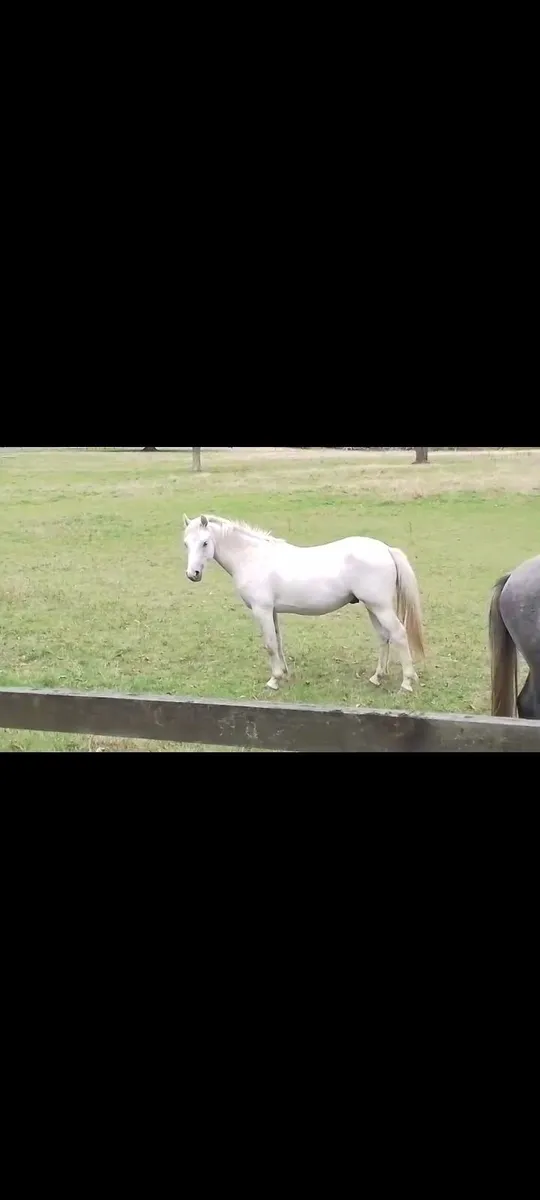 Connemara  grandsire is Glencarrick Knight - Image 2