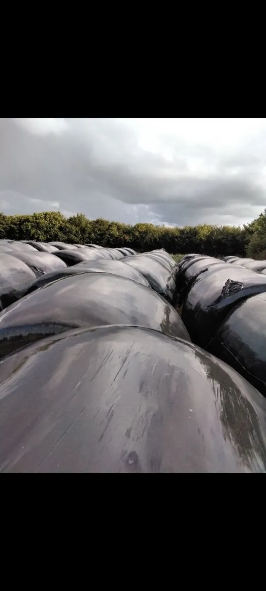 Silage Bales - Image 2