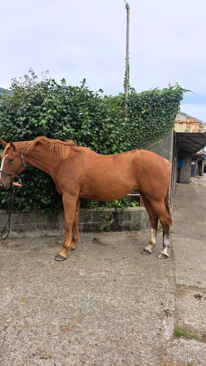 3yr old geld by Lansdown - Image 2