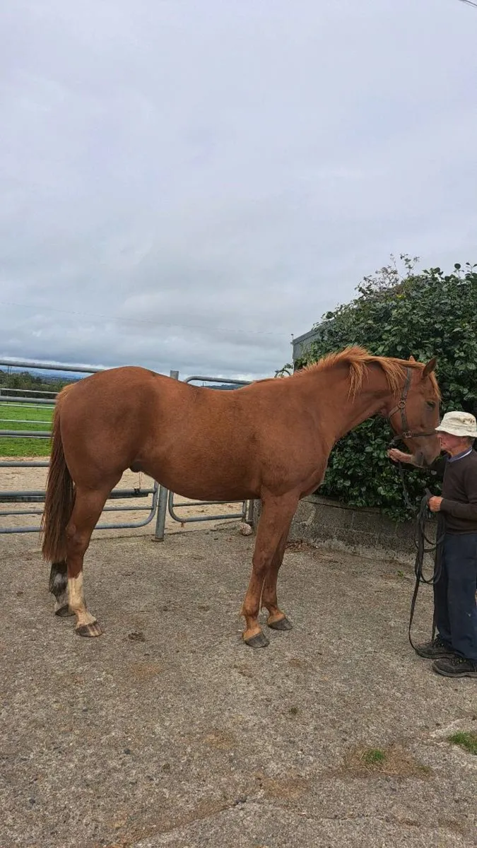 3yr old geld by Lansdown - Image 1