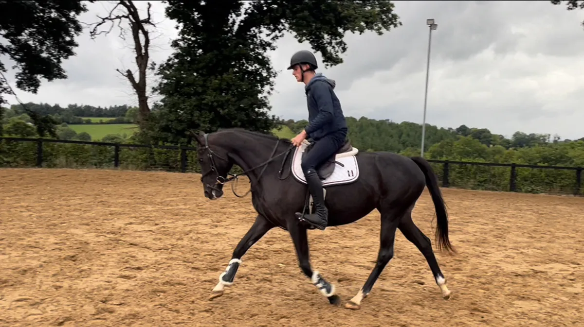 5yr old 15.2 mare - Image 3