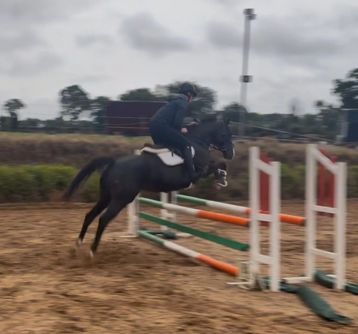 5yr old 15.2 mare - Image 4