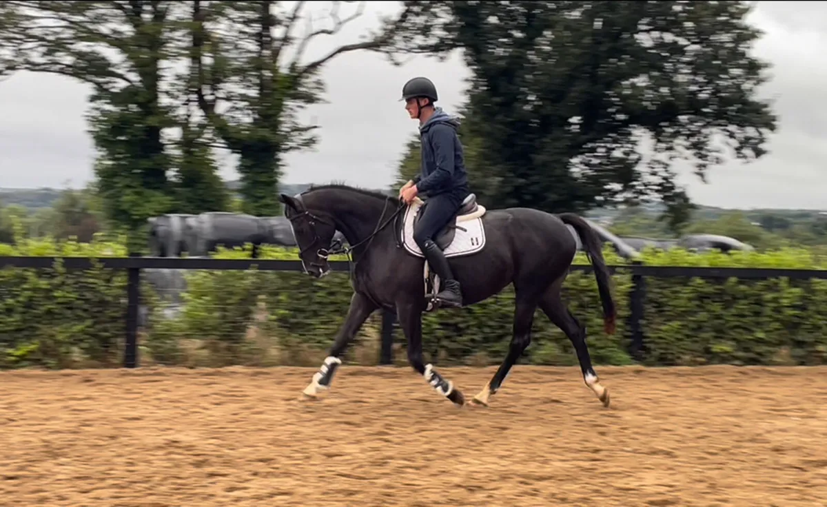 5yr old 15.2 mare - Image 1