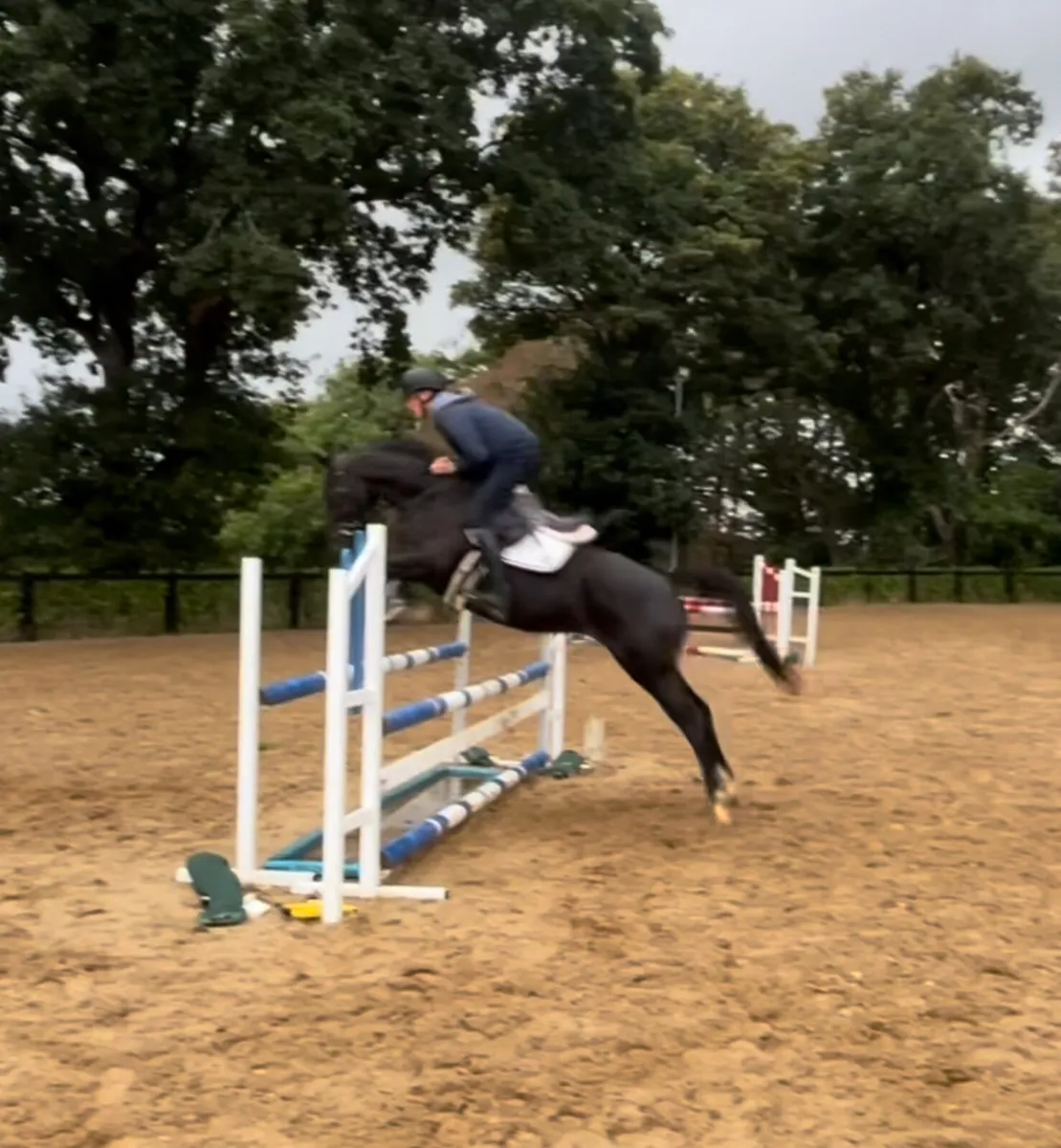 5yr old 15.2 mare - Image 2
