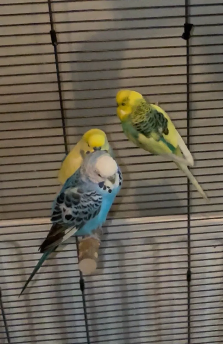 Free budgies