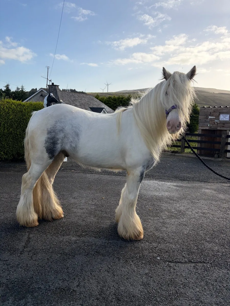 Two first ponies - Image 4