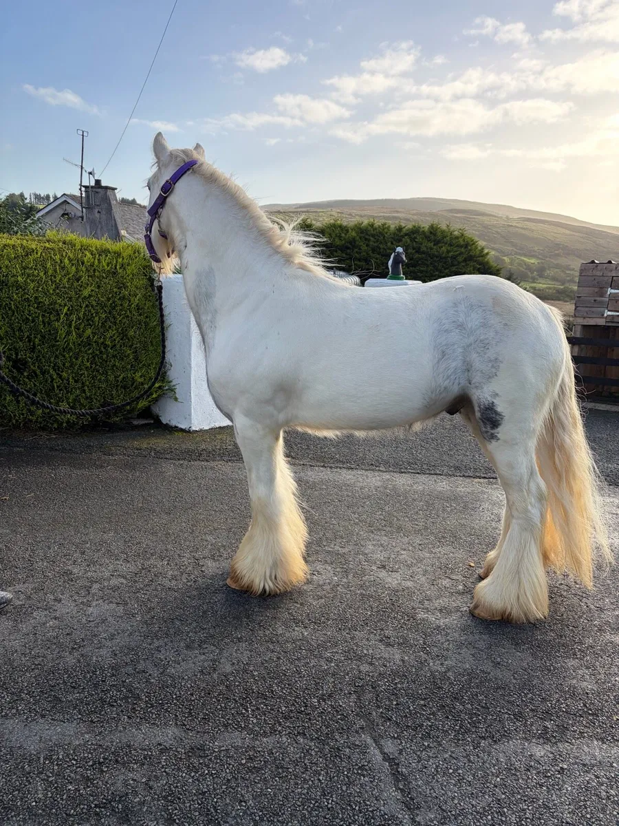 First pony - Image 4