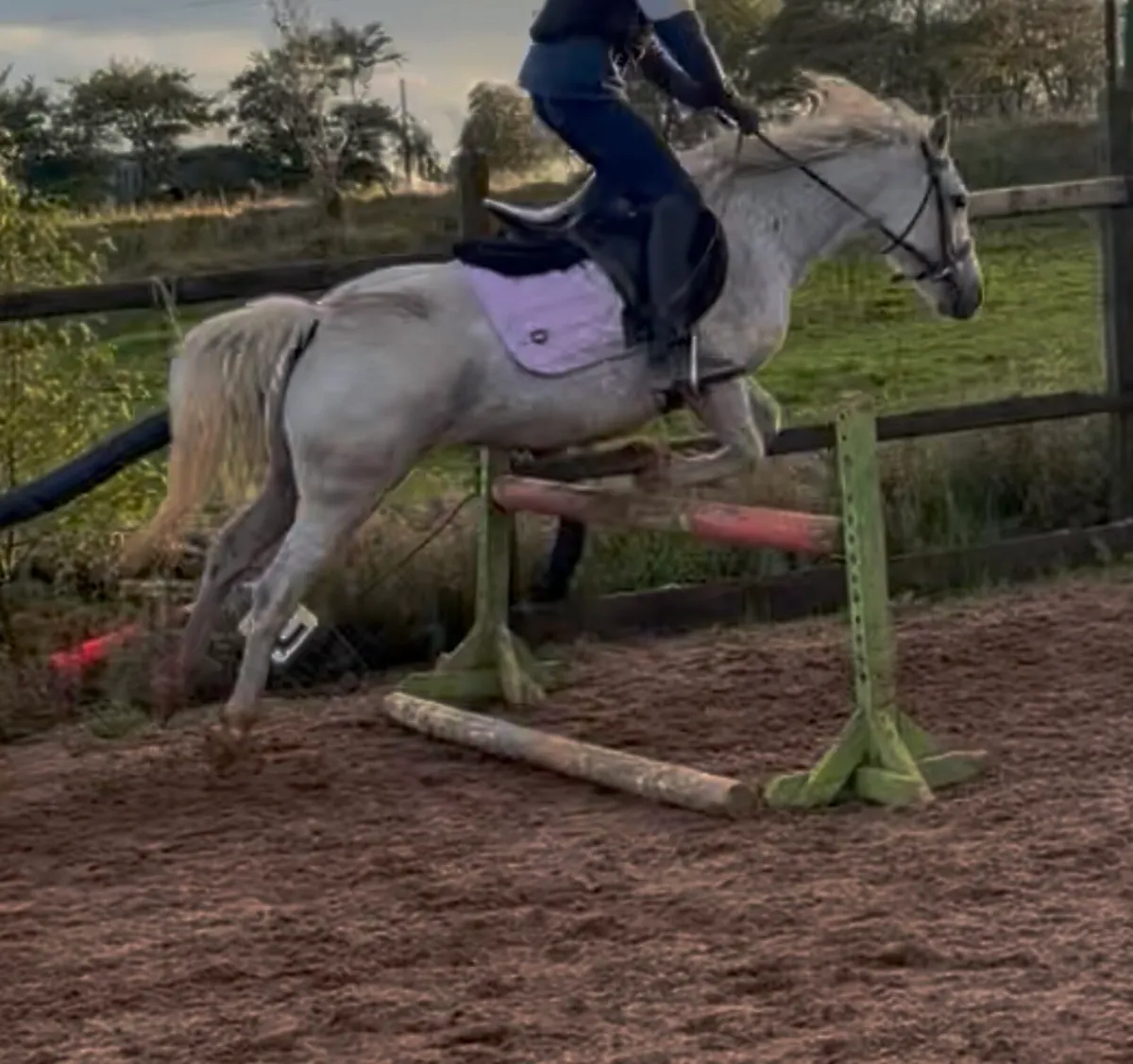 Two first ponies - Image 1