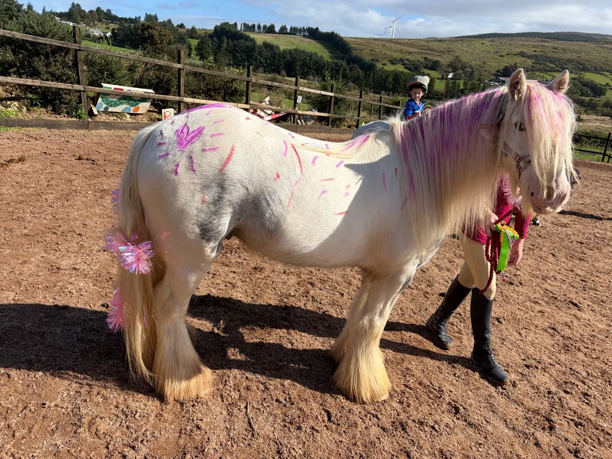 Two first ponies - Image 2