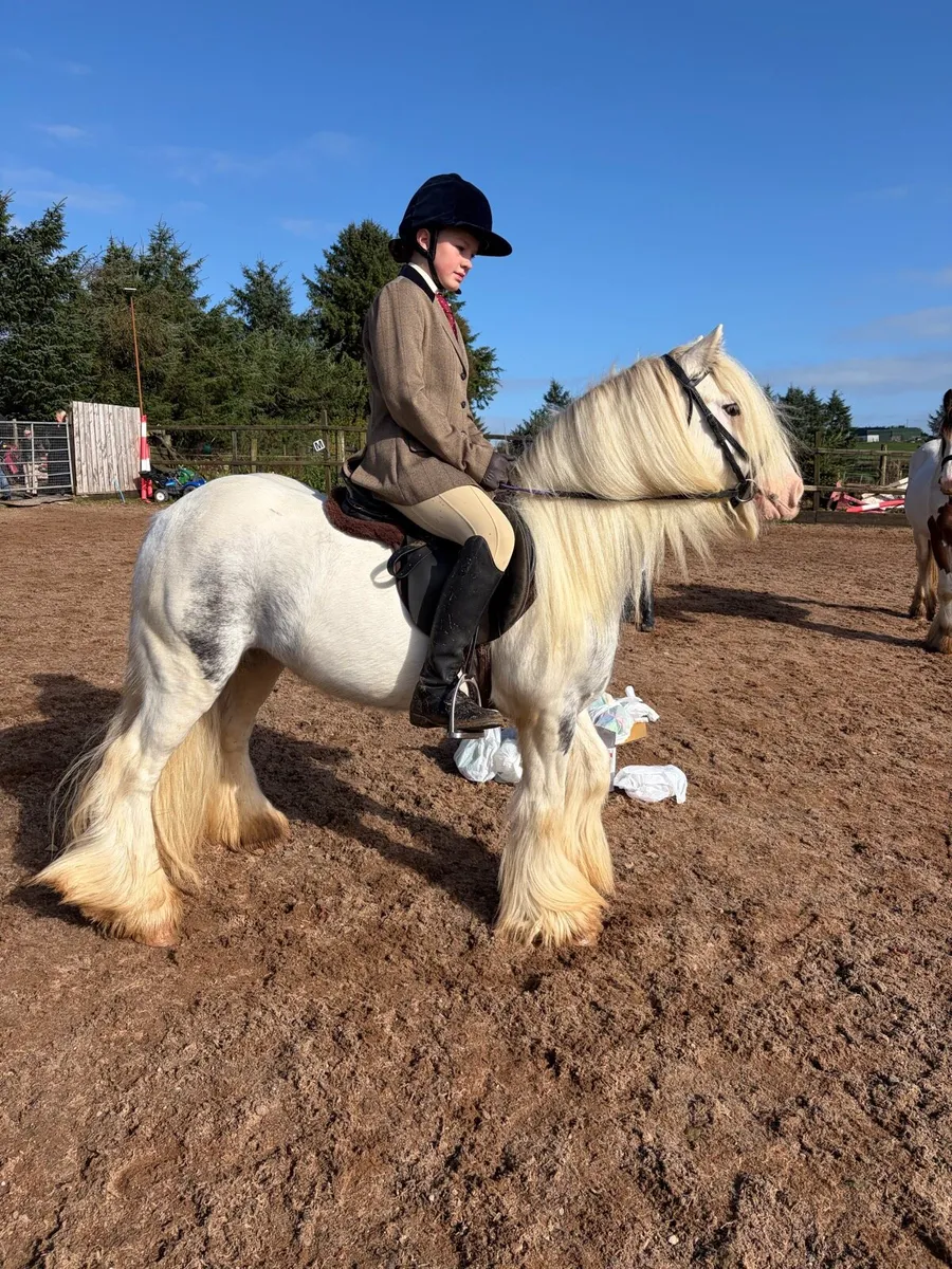 Two first ponies - Image 3