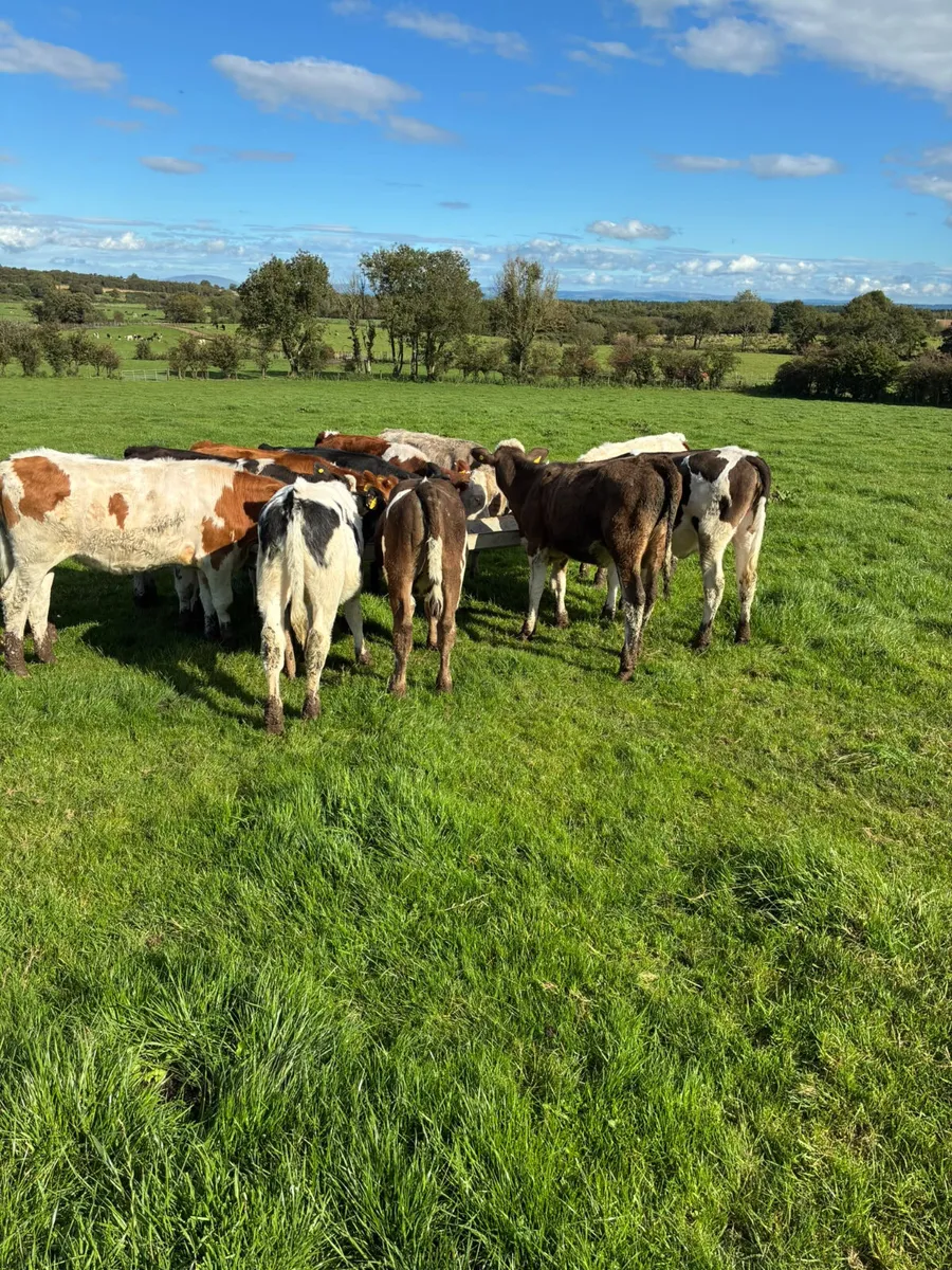 Heifers - Image 3