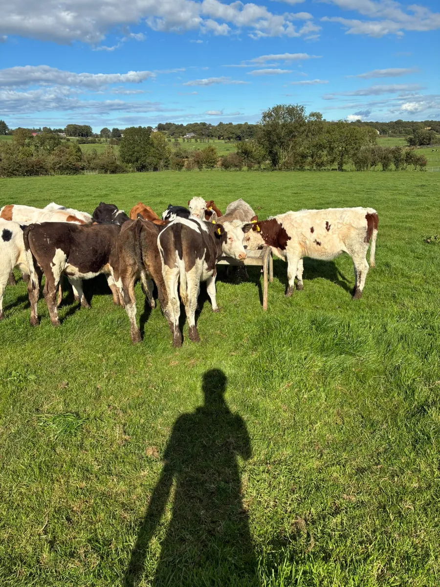 Heifers - Image 2