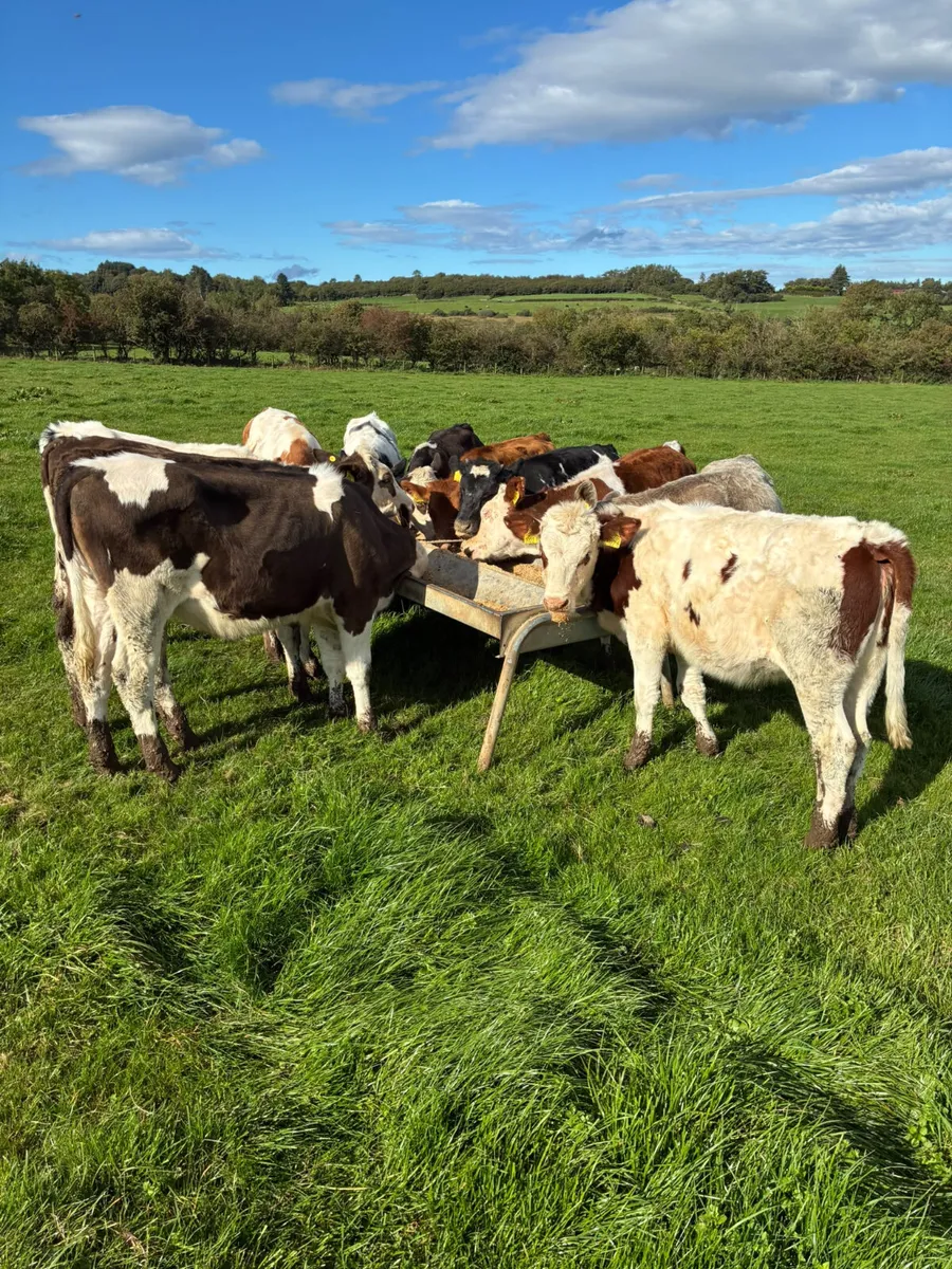 Heifers - Image 1