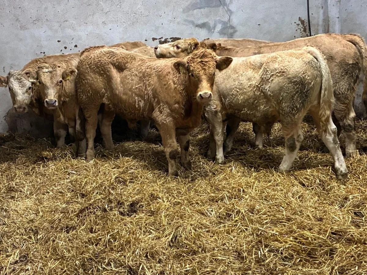 Super 330Kg Golden CH Bull Weanlings - Image 1