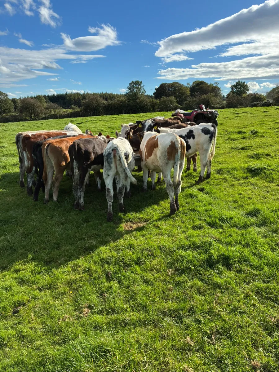 Heifers - Image 4