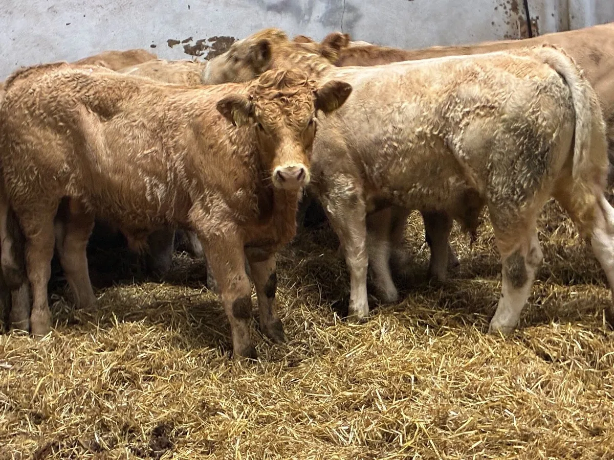 Super 330Kg Golden CH Bull Weanlings - Image 3