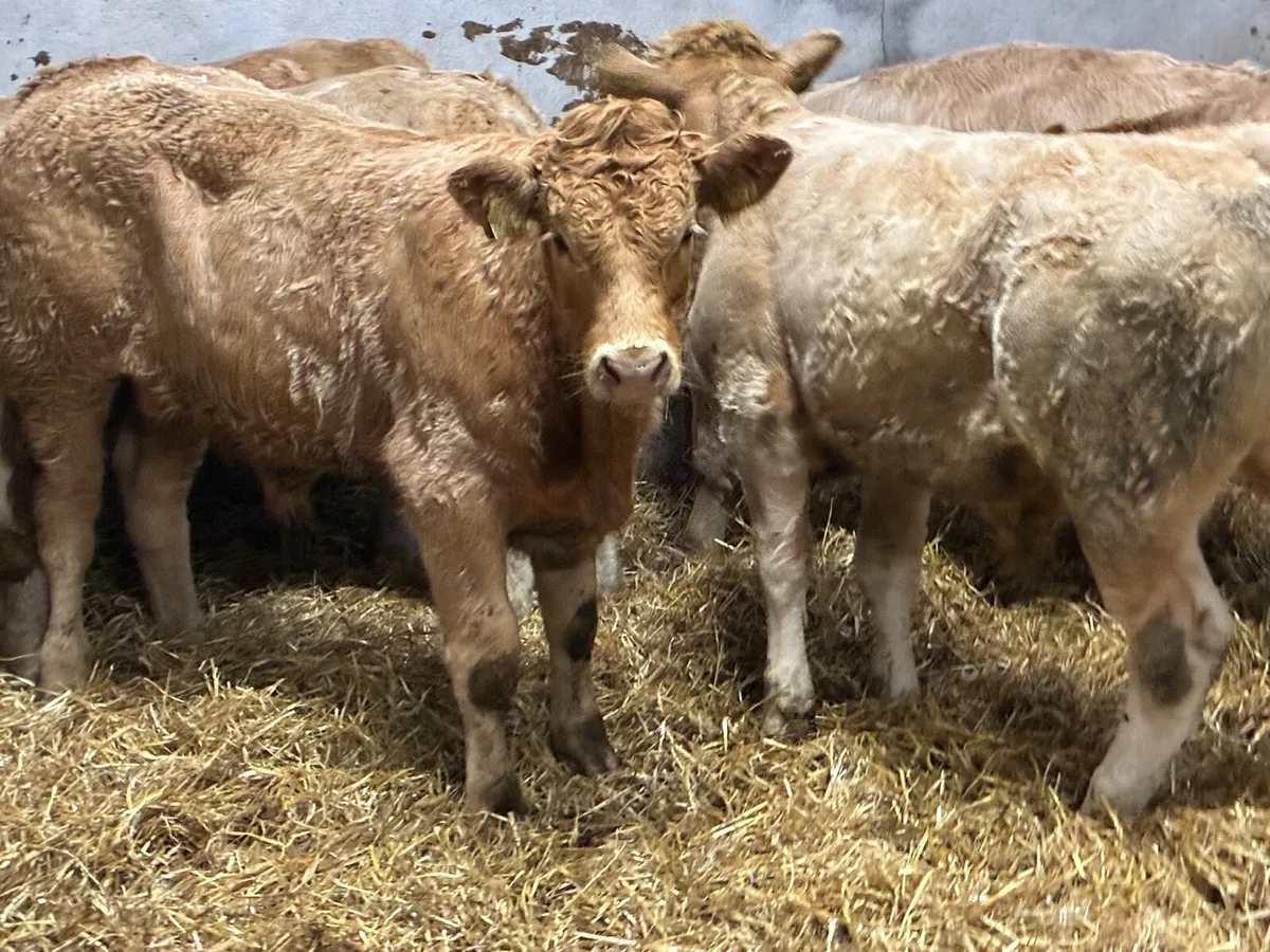 Super 330Kg Golden CH Bull Weanlings - Image 4