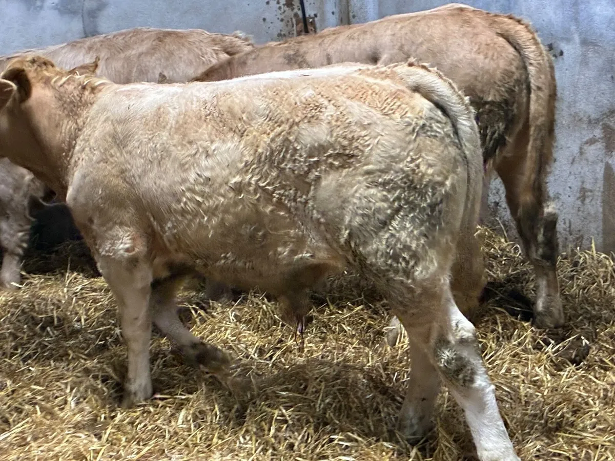 Super 330Kg Golden CH Bull Weanlings - Image 2