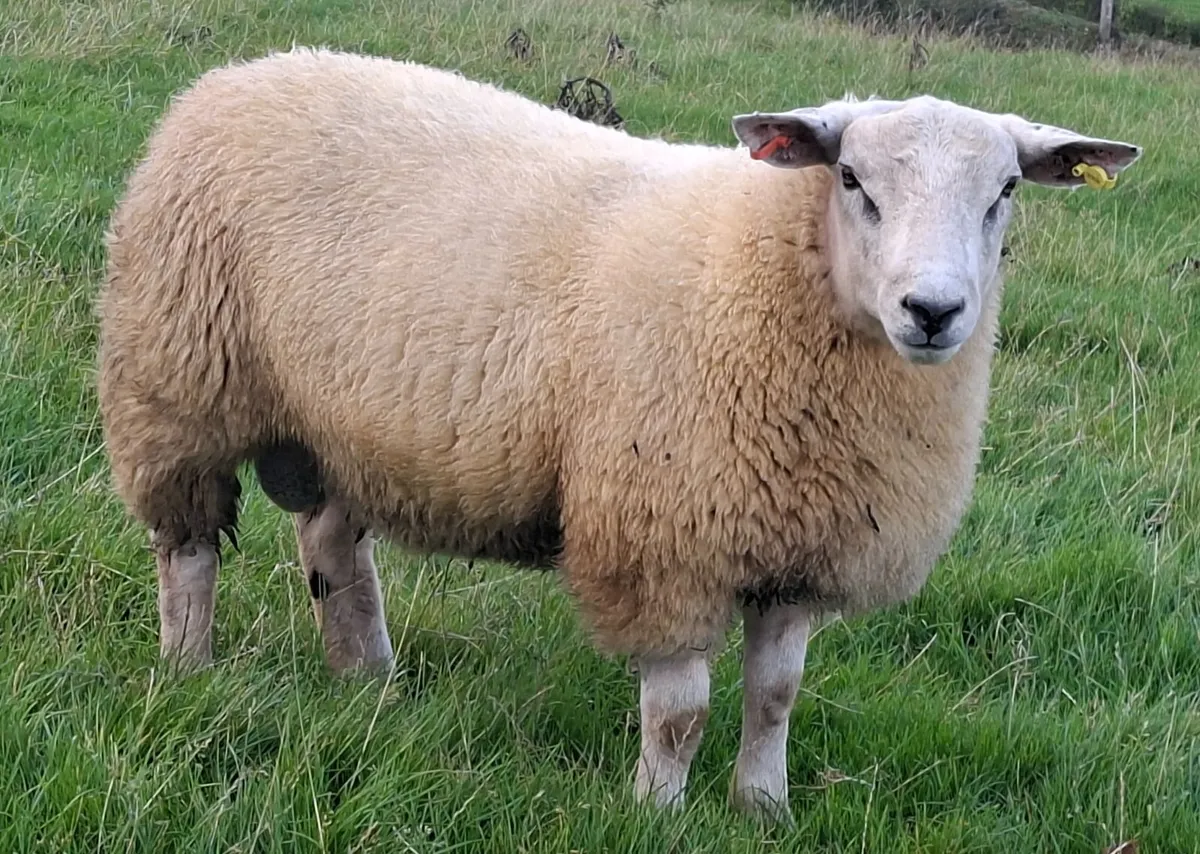 STRONG SUFFTEX RAM LAMBS - Image 1