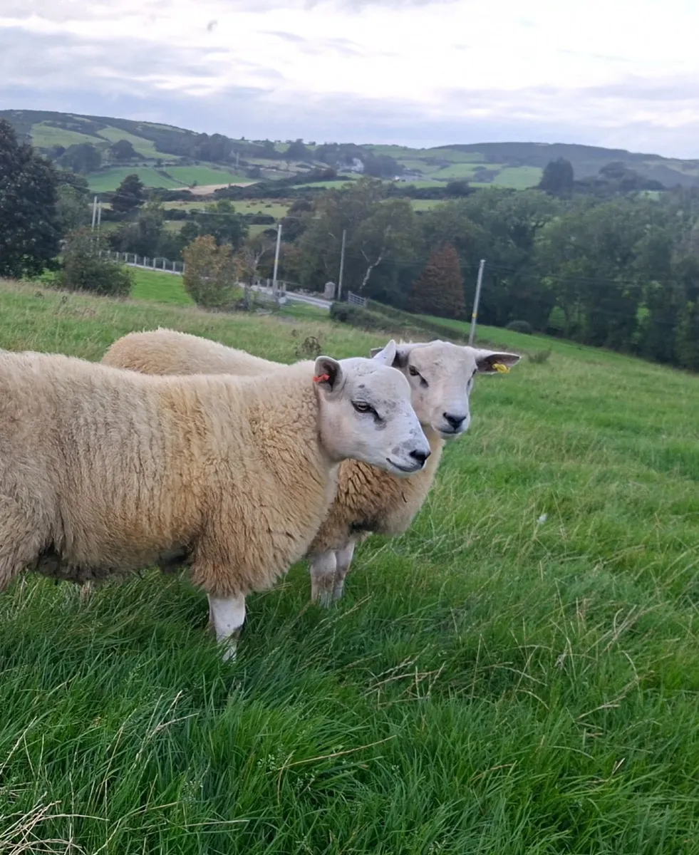 STRONG SUFFTEX RAM LAMBS - Image 2