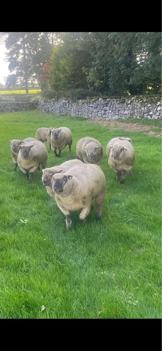 Vendeen Ram Lambs - Image 1