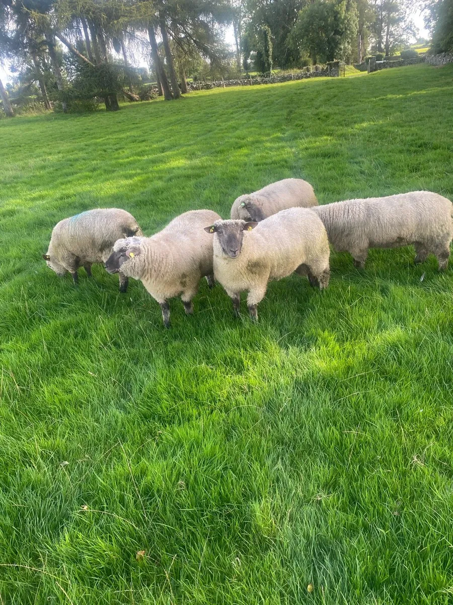 Vendeen Ram Lambs - Image 2