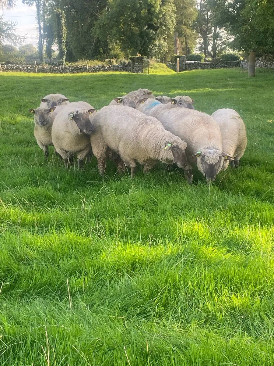Vendeen Ram Lambs - Image 3