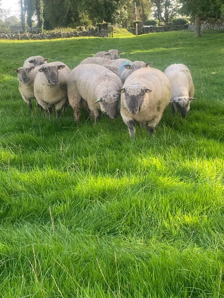 Vendeen Ram Lambs - Image 4