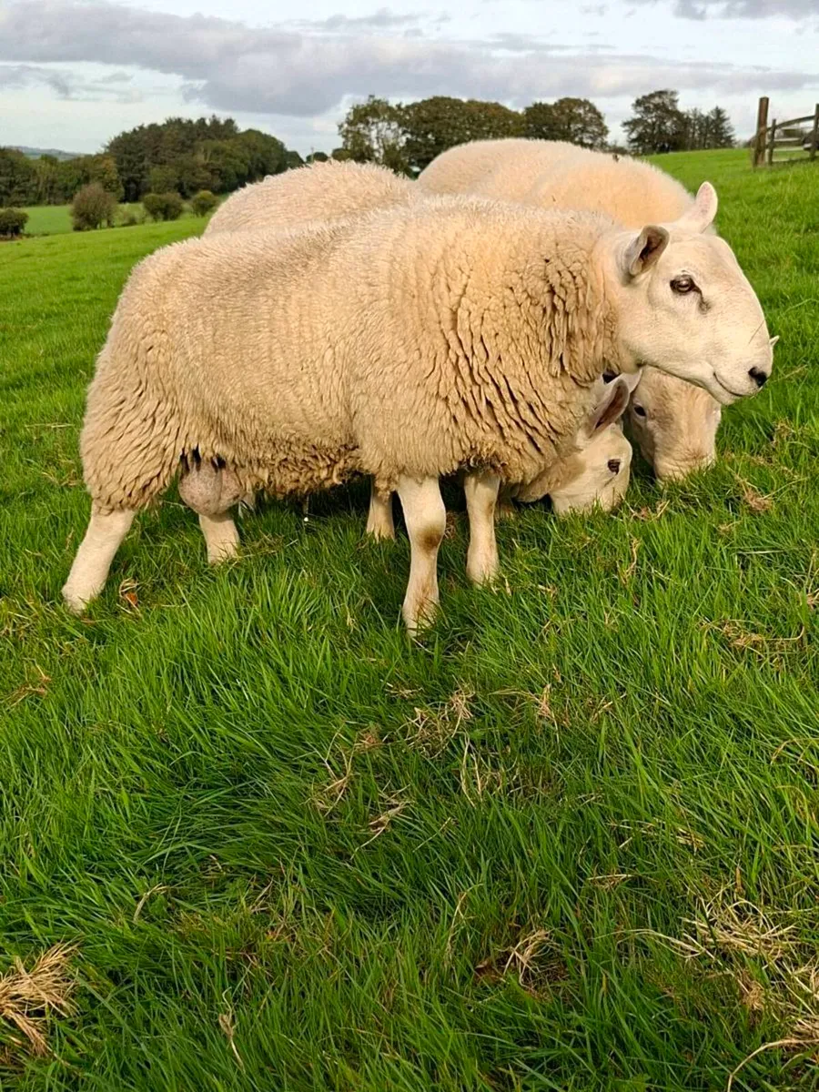 Cheviot Cross Ram Lamb Breeding - Image 2