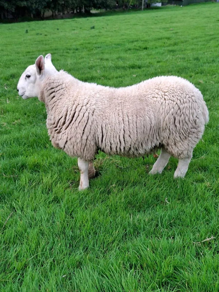 Cheviot Cross Ram Lamb Breeding - Image 3