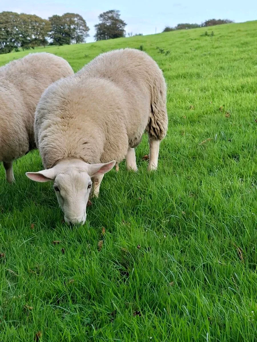 Cheviot Cross Ram Lamb Breeding - Image 4