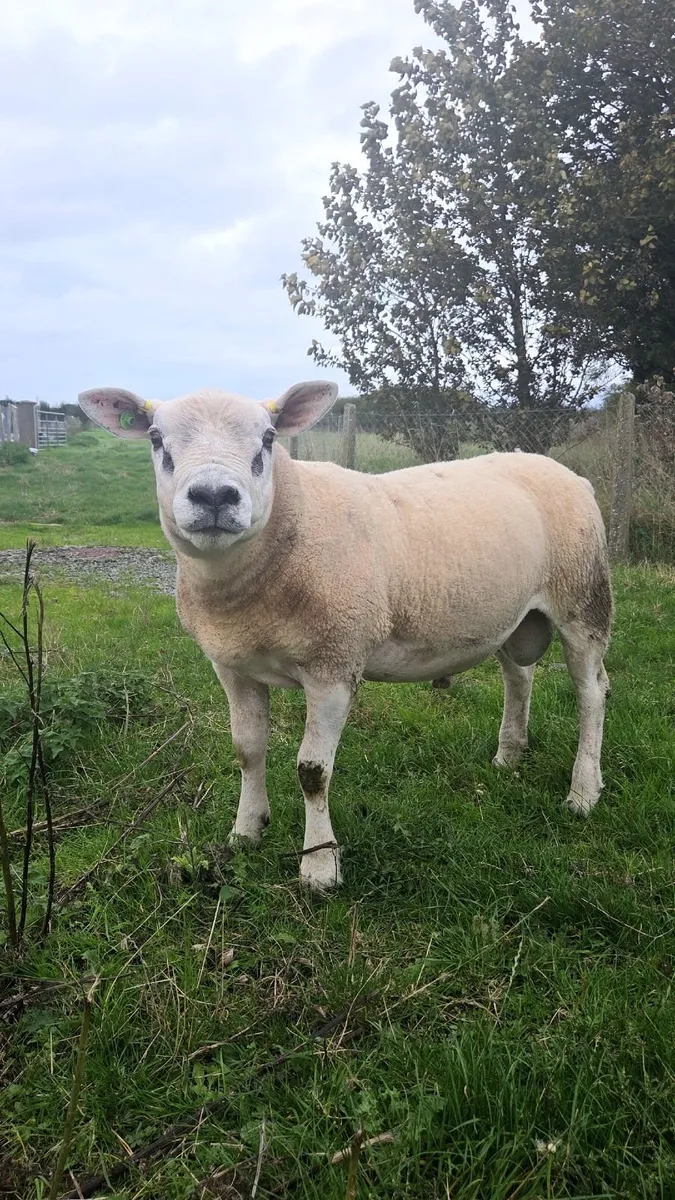 Pedigree Texel Hogget Ram