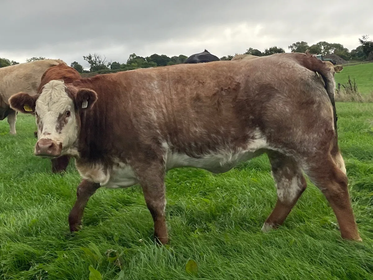 Maiden Heifer - Image 3