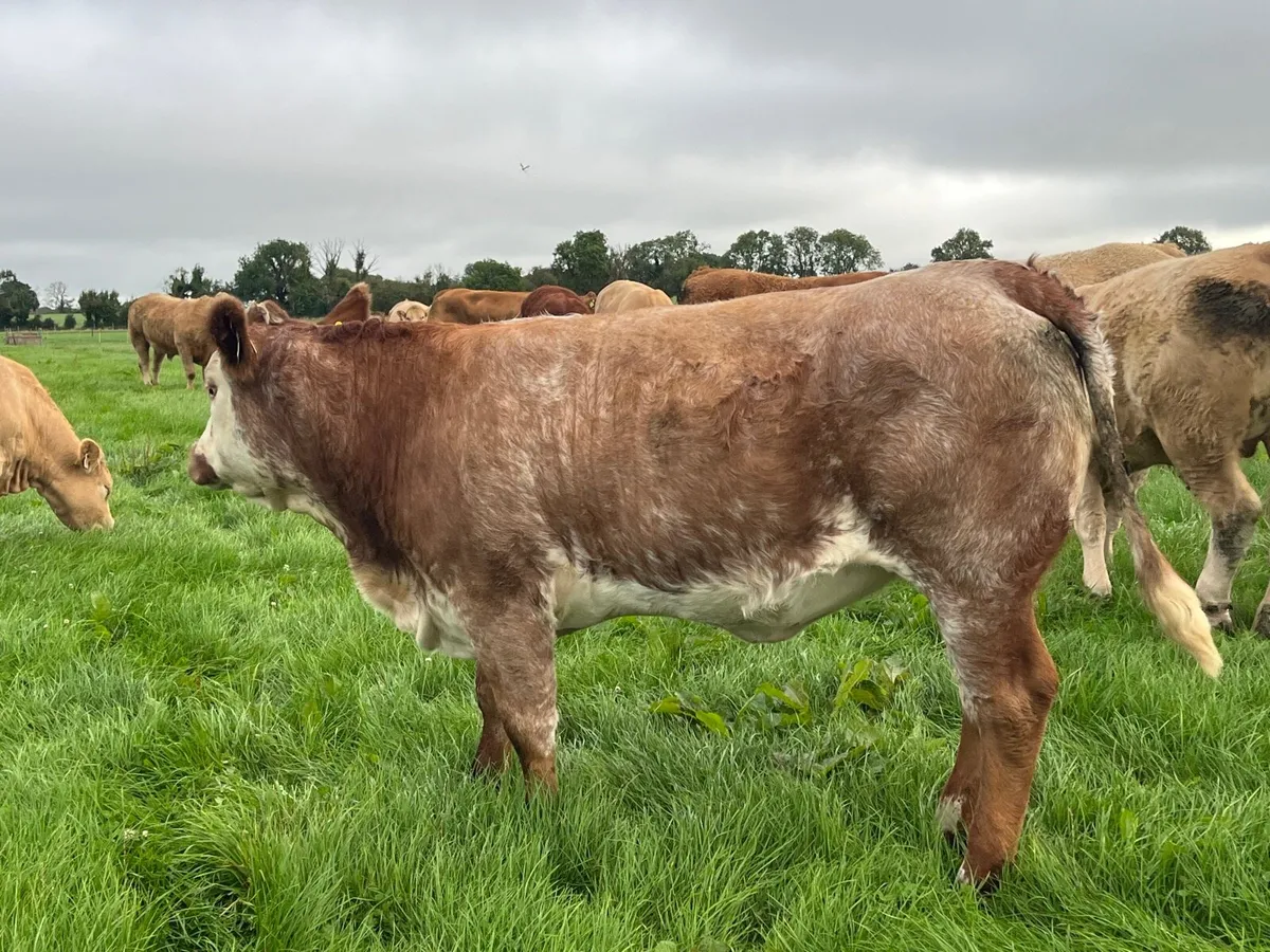 Maiden Heifer - Image 4