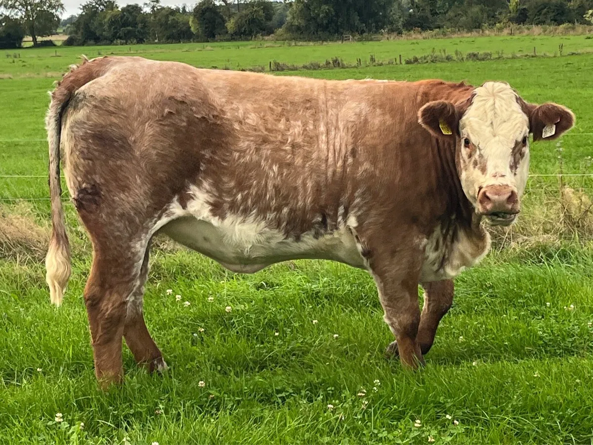 Maiden Heifer - Image 1