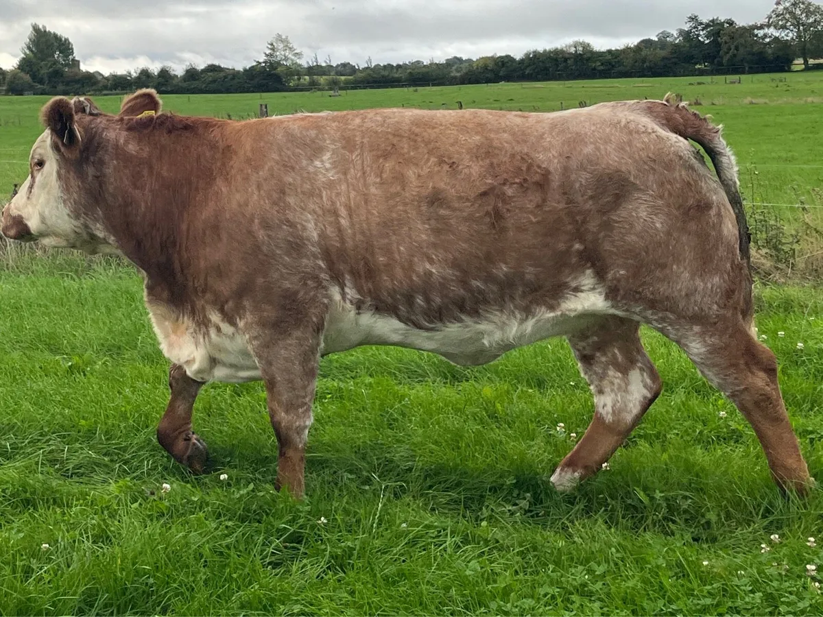 Maiden Heifer - Image 2