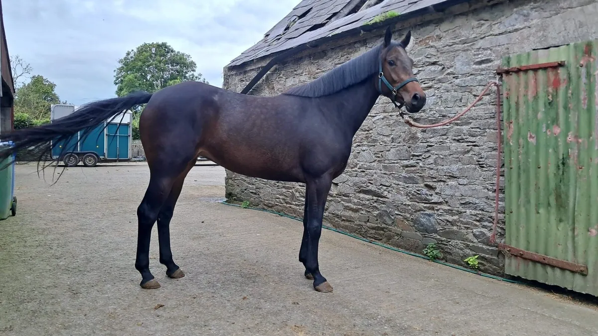 3 YR OLD ARDCOLUM DUKE FILLY - Image 3
