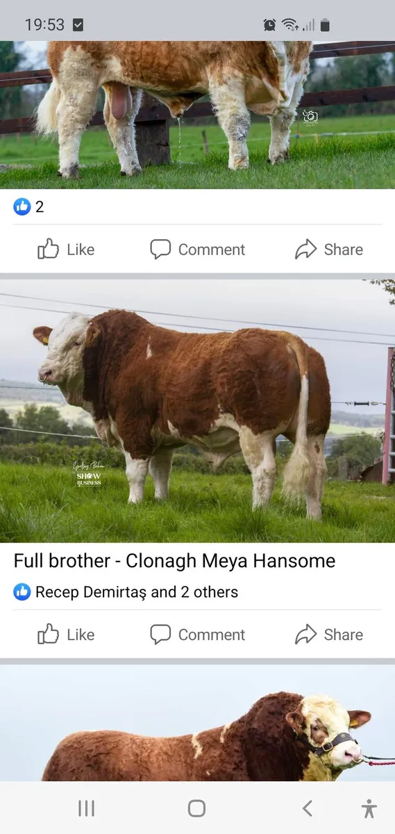 Simmental  bulls