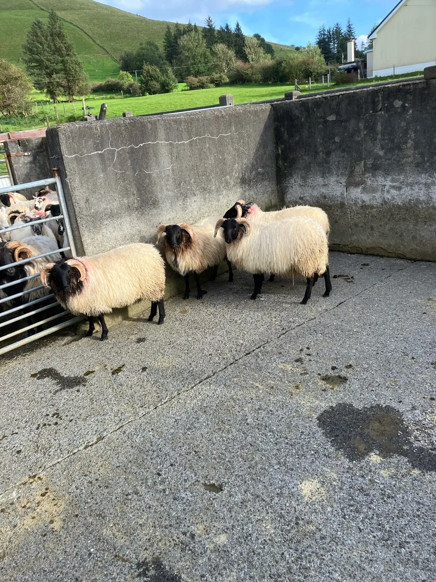 Livestock - Image 1