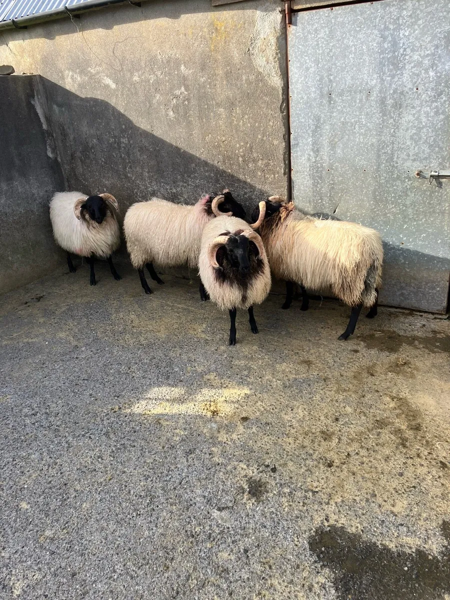 Livestock - Image 2