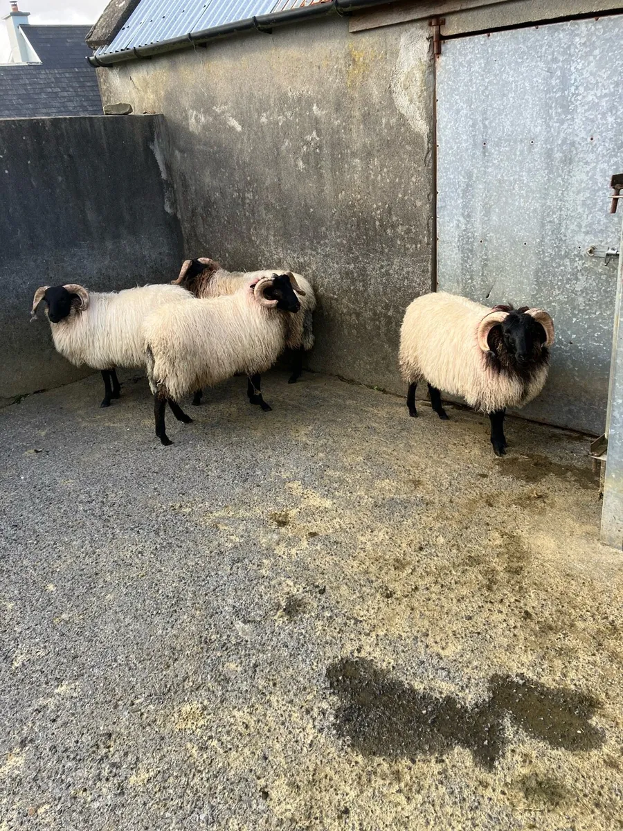 Livestock - Image 3