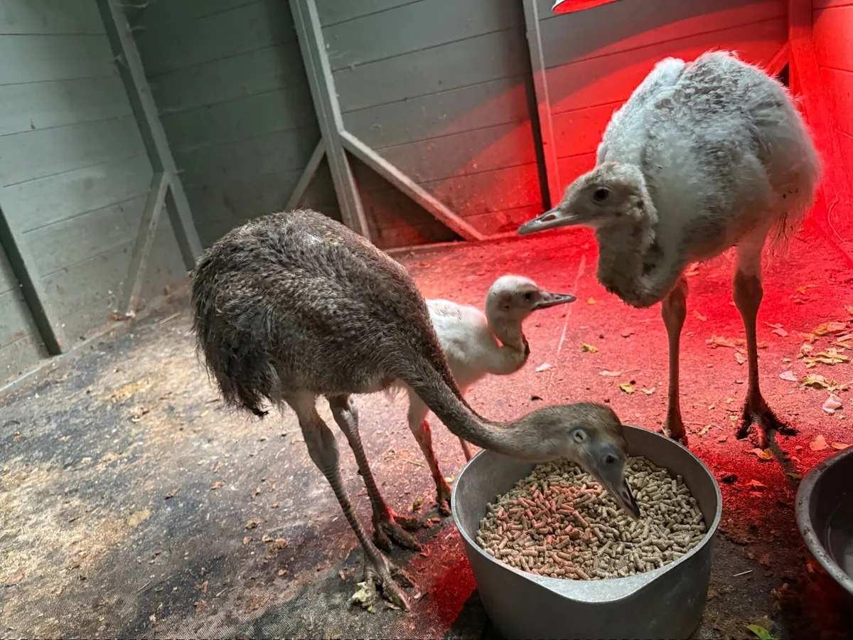 3 Rhea Chicks - Image 1