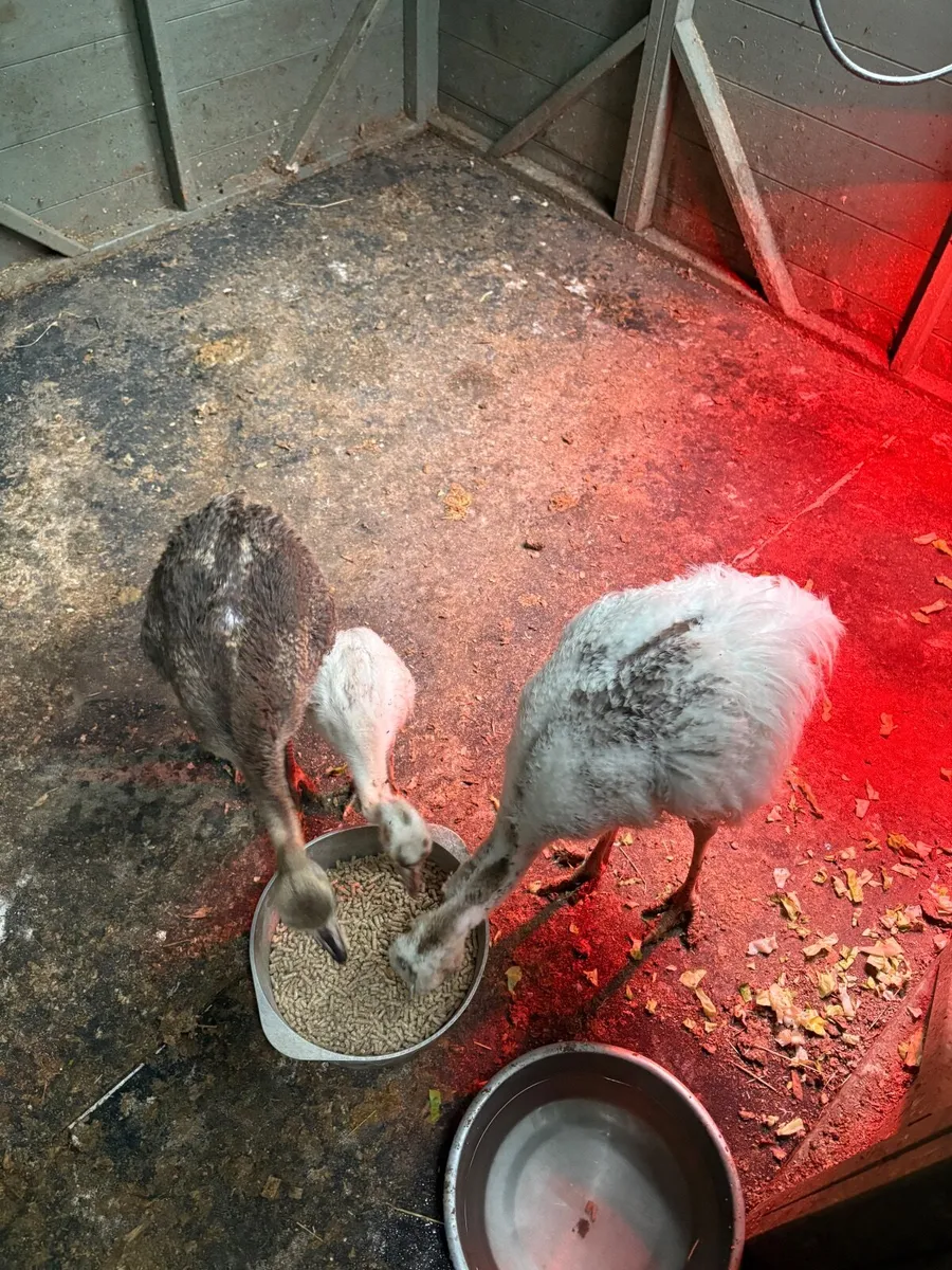 3 Rhea Chicks - Image 3