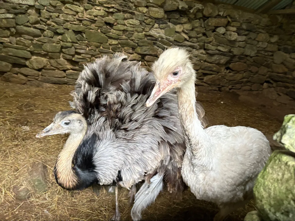 3 Rhea Chicks - Image 2