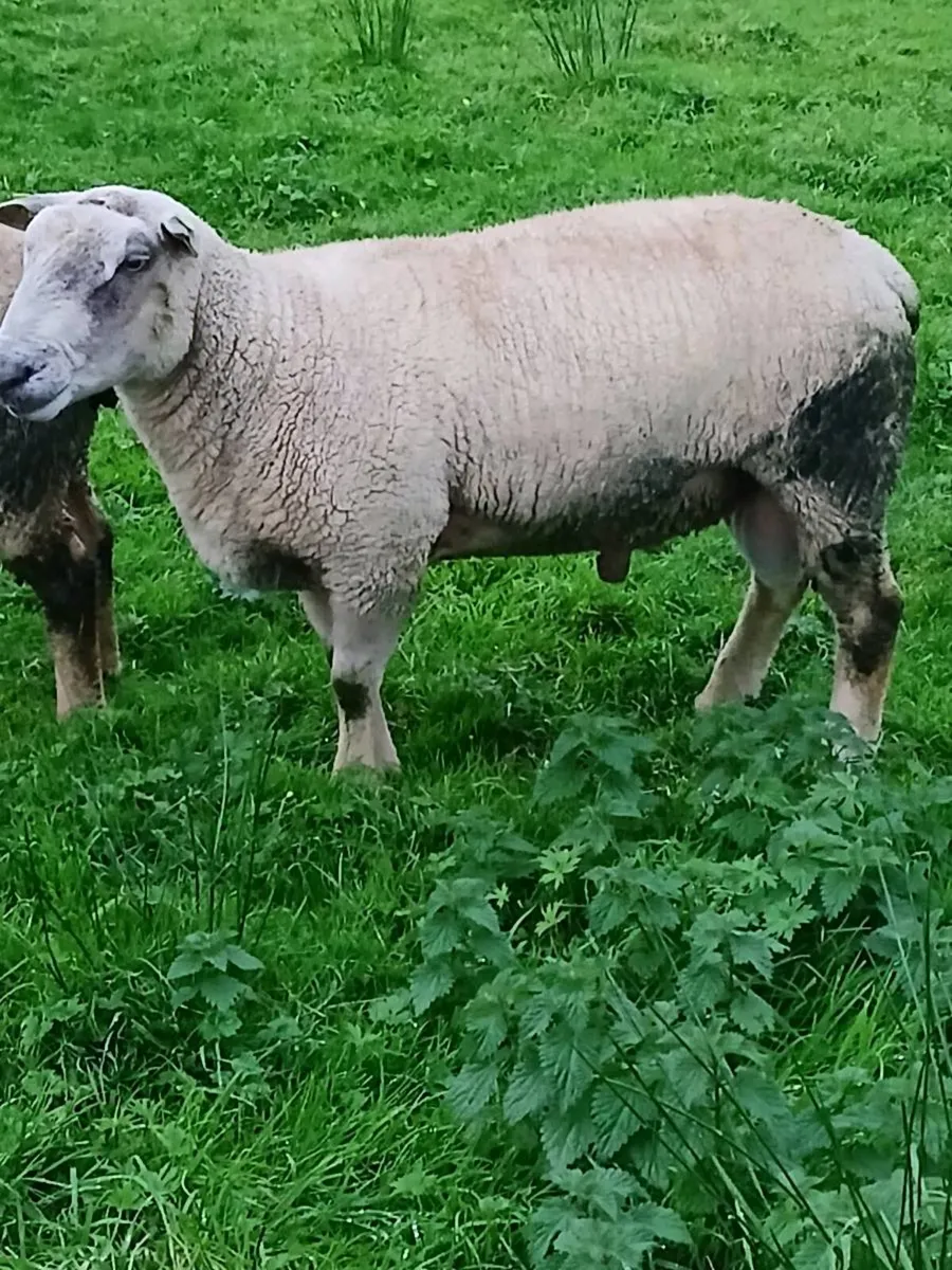 Ram - Image 1